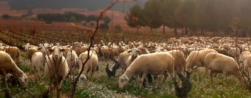Bodegas Los Frailes – Valencia
