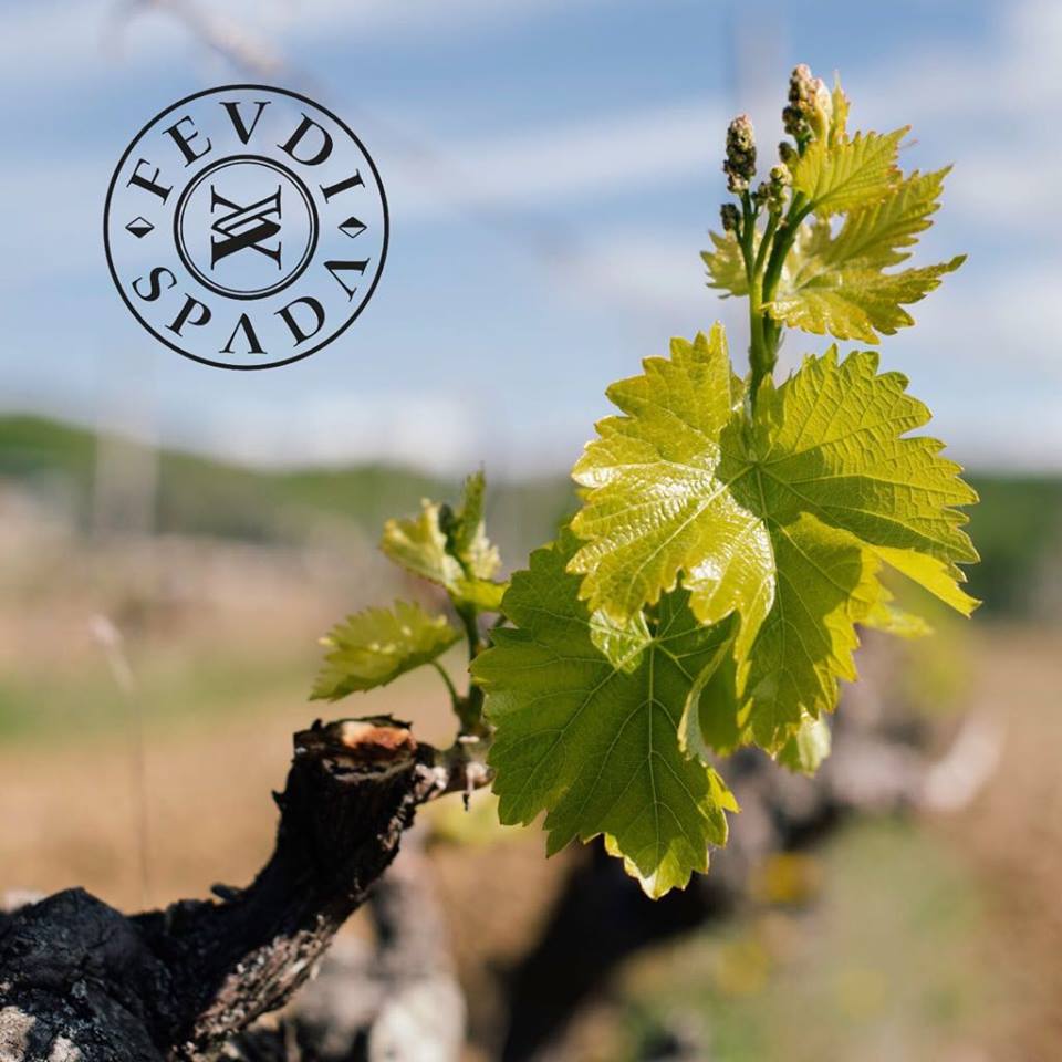 Feudi Spada – Umbrië