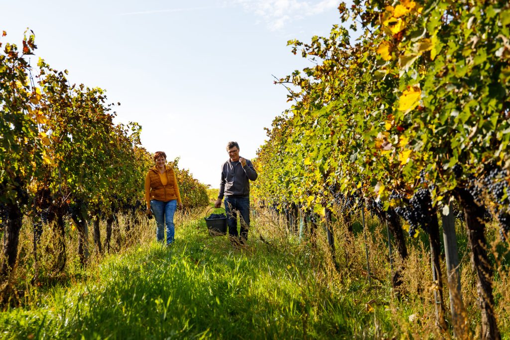 Buchmayer – Weinviertel