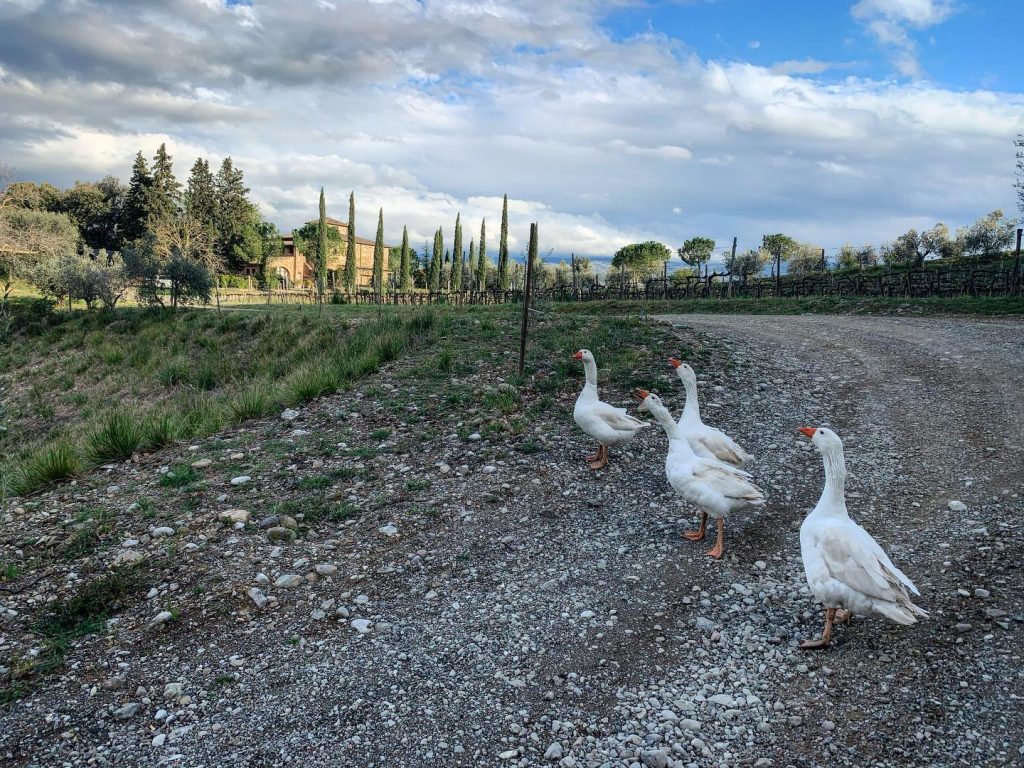 Molino di Sant’ Antimo – Toscane